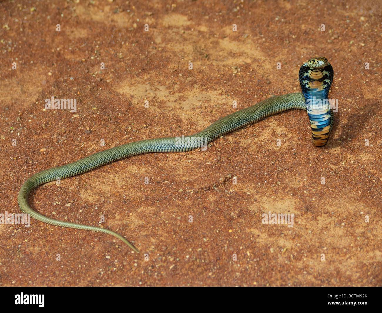 Cobra si sollevò dall'allarme di terra sabbiosa in posizione di attacco, preso in un villaggio in Botswana Foto Stock