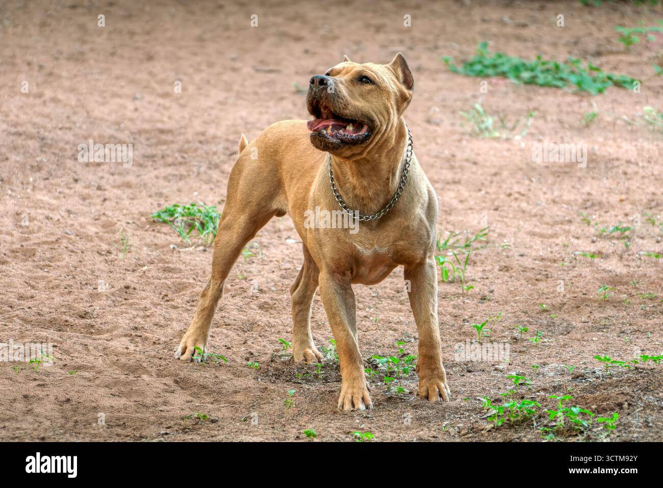 Cane Pitbull, a bocca aperta nel giardino dell'arida area di combattimento Foto Stock