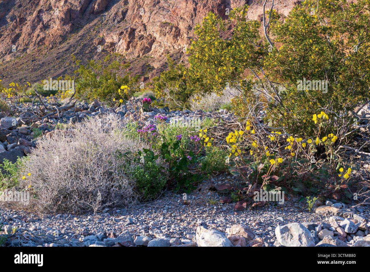 Vibranti fiori del deserto nel terreno roccioso della Death Valley, sostenuto da una collina rossa calda e che mostra la resilienza del Mojave. Foto Stock
