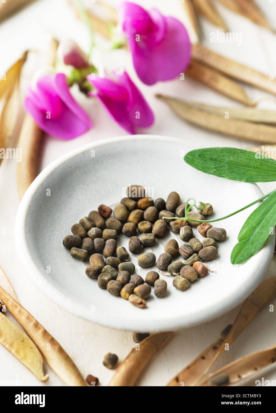 Cialde di semi secchi biologici e semi castani di pisello dolce perenne (Lathyrus latifolius) in un recipiente di ceramica bianca. Semi da piantare in primavera. Giardinaggio Foto Stock