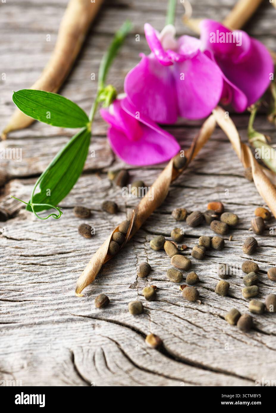 Baccelli di semi secchi, semi sparsi e fiore rosa vibrante di pisello dolce perenne (Lathyrus latifolius) su sfondo rustico in legno. Foto Stock