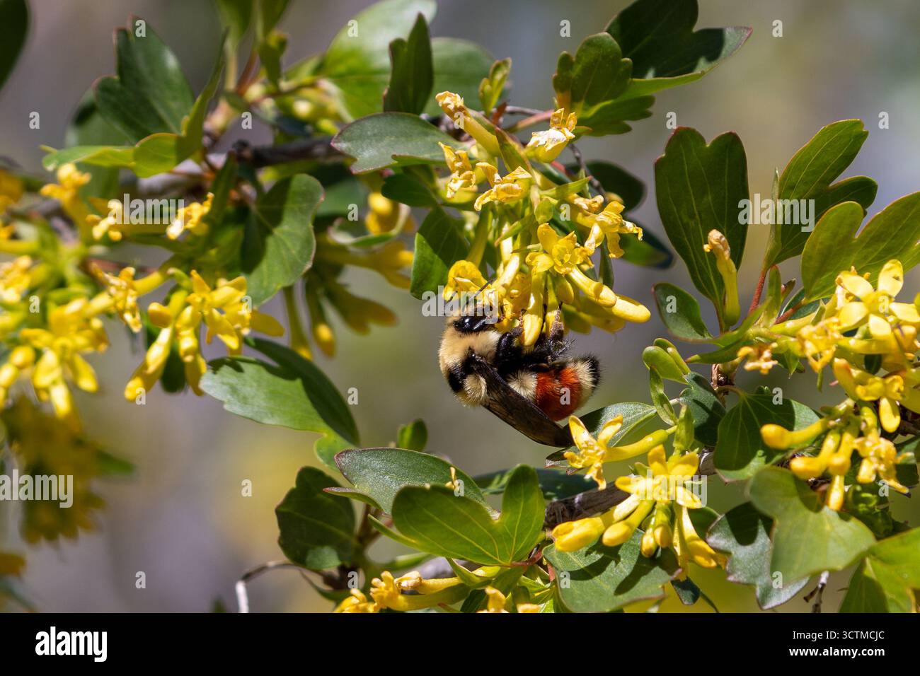 il bumblebee di Hunt fiorisce il ribes dorato con una vivace fascia arancione, artigli tarsali e peli del corpo a fuoco. Foto Stock