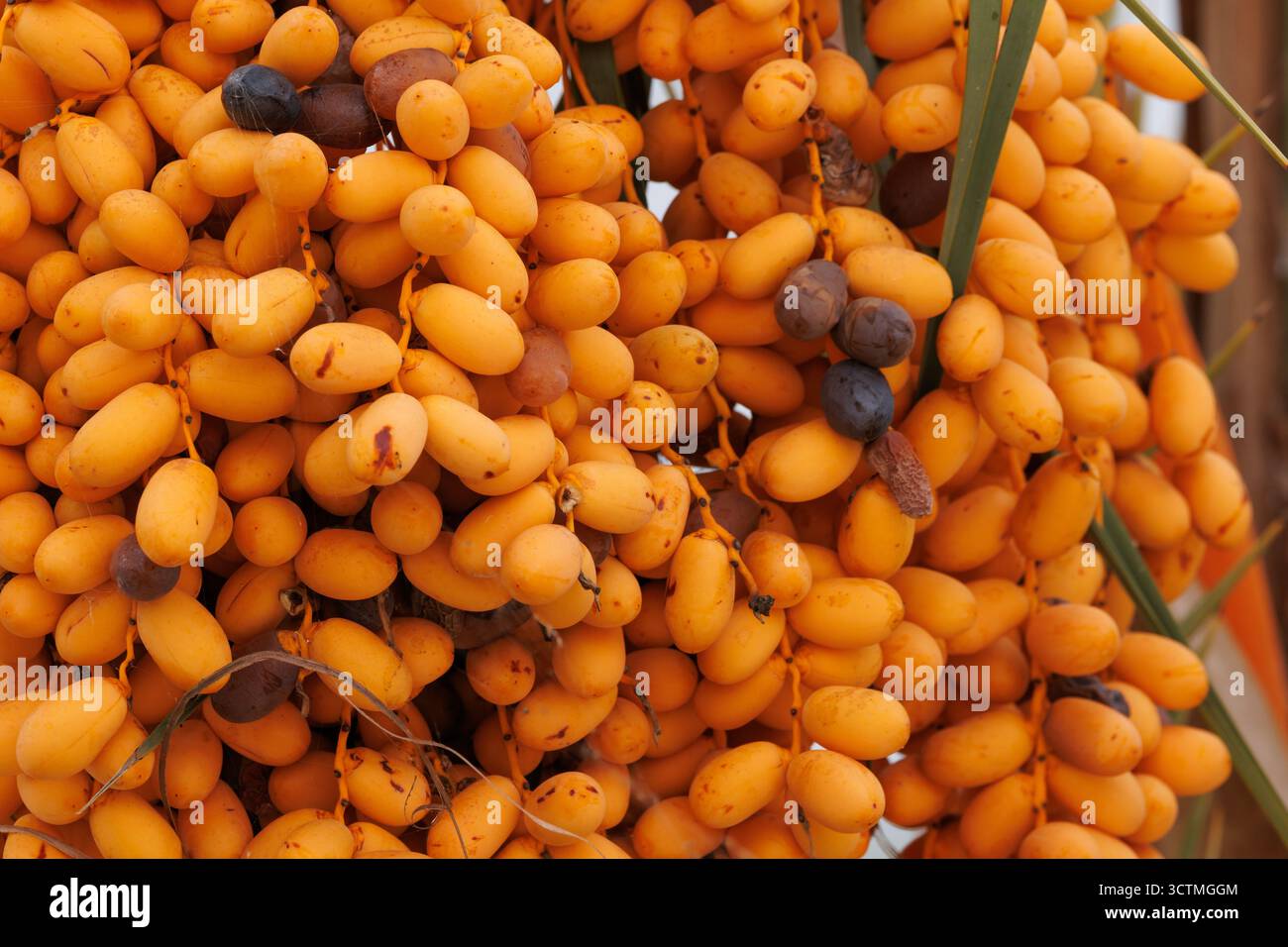 Primo piano della palma da dattero (Phoenix dactylifera), Elche, Spagna Foto Stock