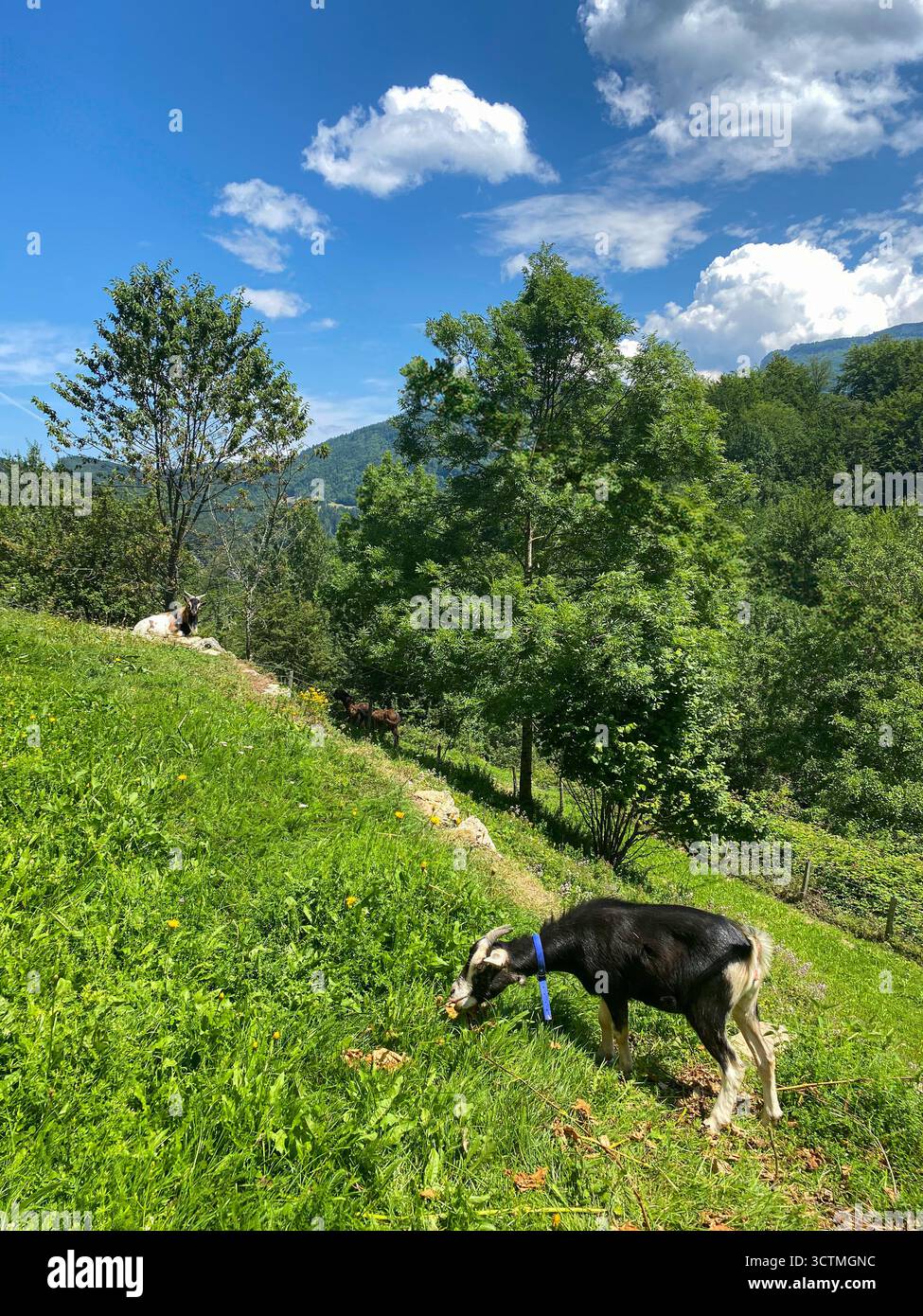 Capre che pascolano su una collina verde sotto un cielo azzurro luminoso tra le montagne Foto Stock