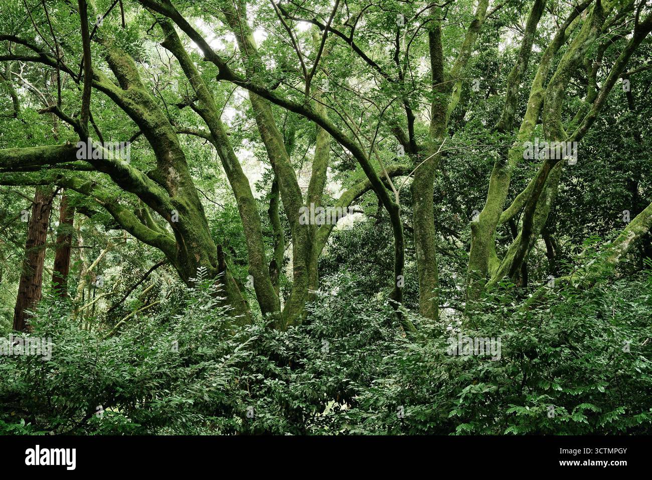 Ampi alberi ricoperti di muschio spesso nella foresta tropicale. Sfondo naturale. Foto Stock