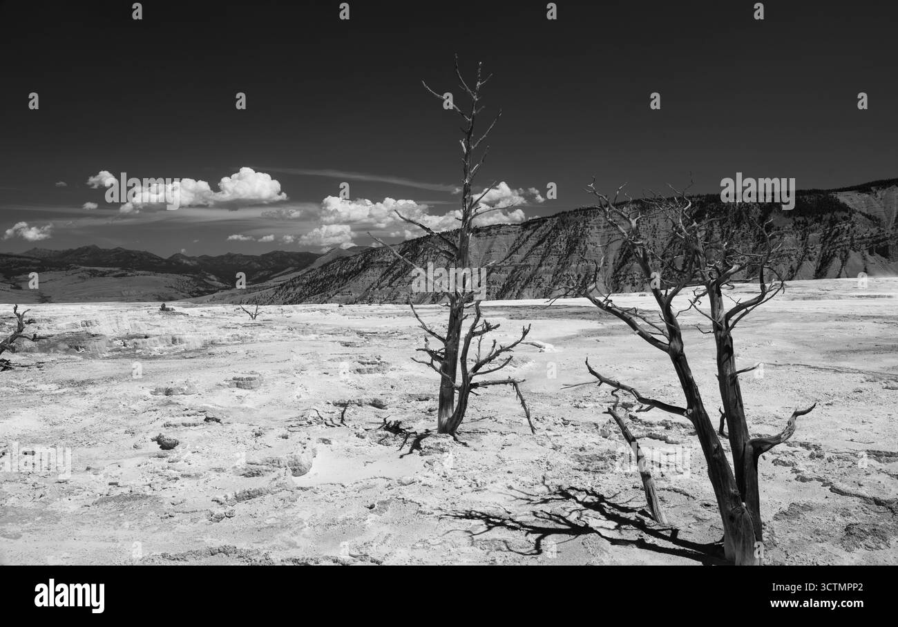 Mammoth Hot Springs nel Parco Nazionale di Yellowstone, Wyoming negli Stati Uniti. Foto Stock