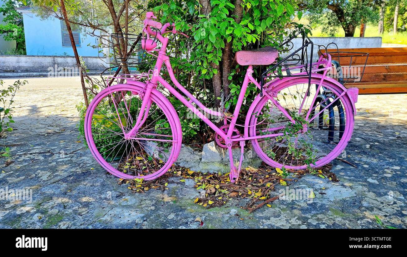 Una bicicletta retrò decorativa rosa attaccata ad un albero con una catena in un ambiente panoramico all'aperto Foto Stock
