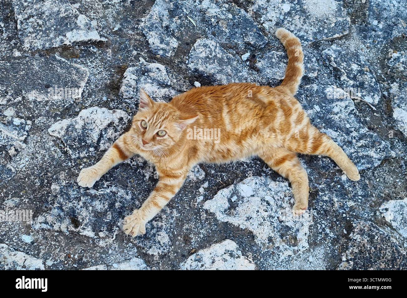 Un simpatico gatto di zenzero che giace su un sentiero in pietra dell'antico castello di Assos, Cefalonia, Grecia Foto Stock