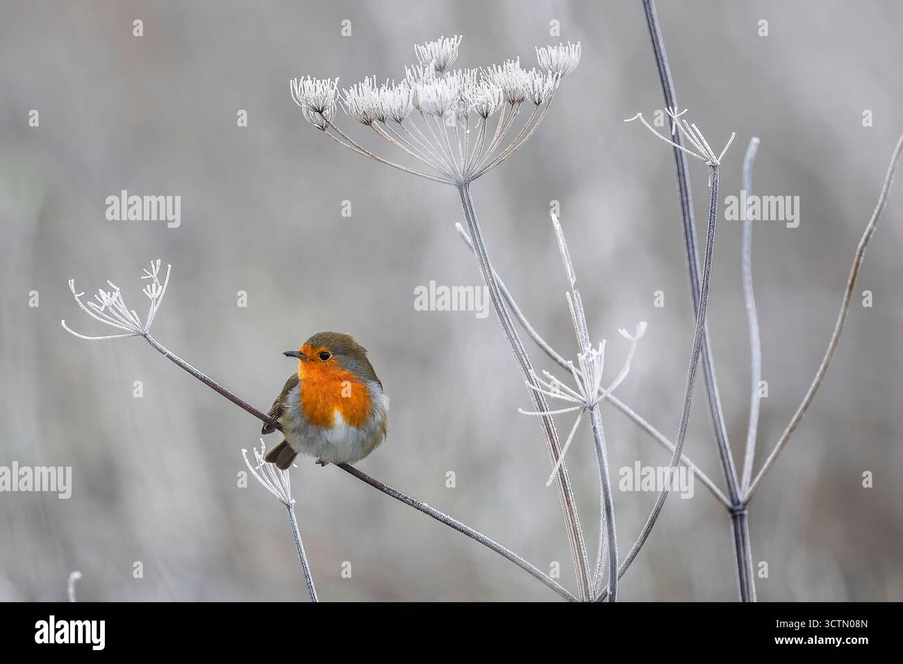 Primo piano di Robin arroccato su una pianta congelata Foto Stock