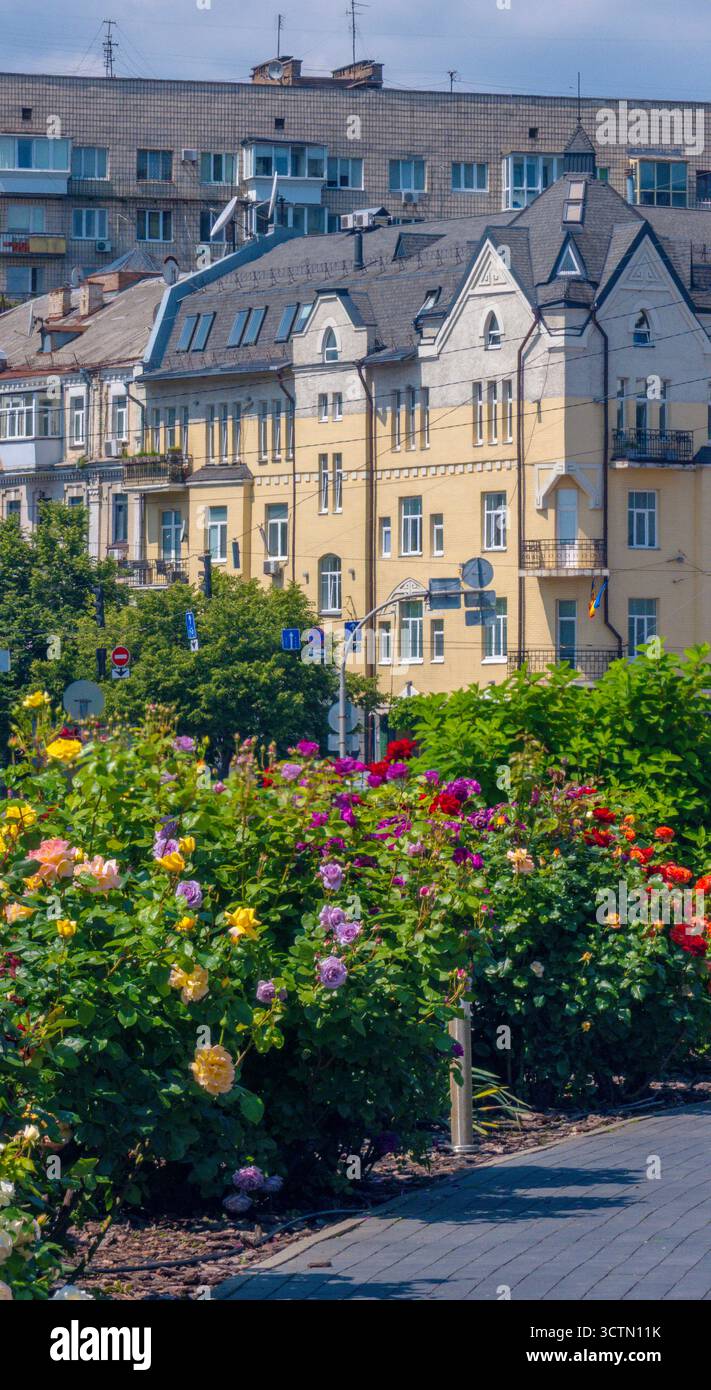 Vivace roseto fiorente con colori diversi che circondano un mix di architettura storica e contemporanea della città, presentando una vivace cittadina Foto Stock