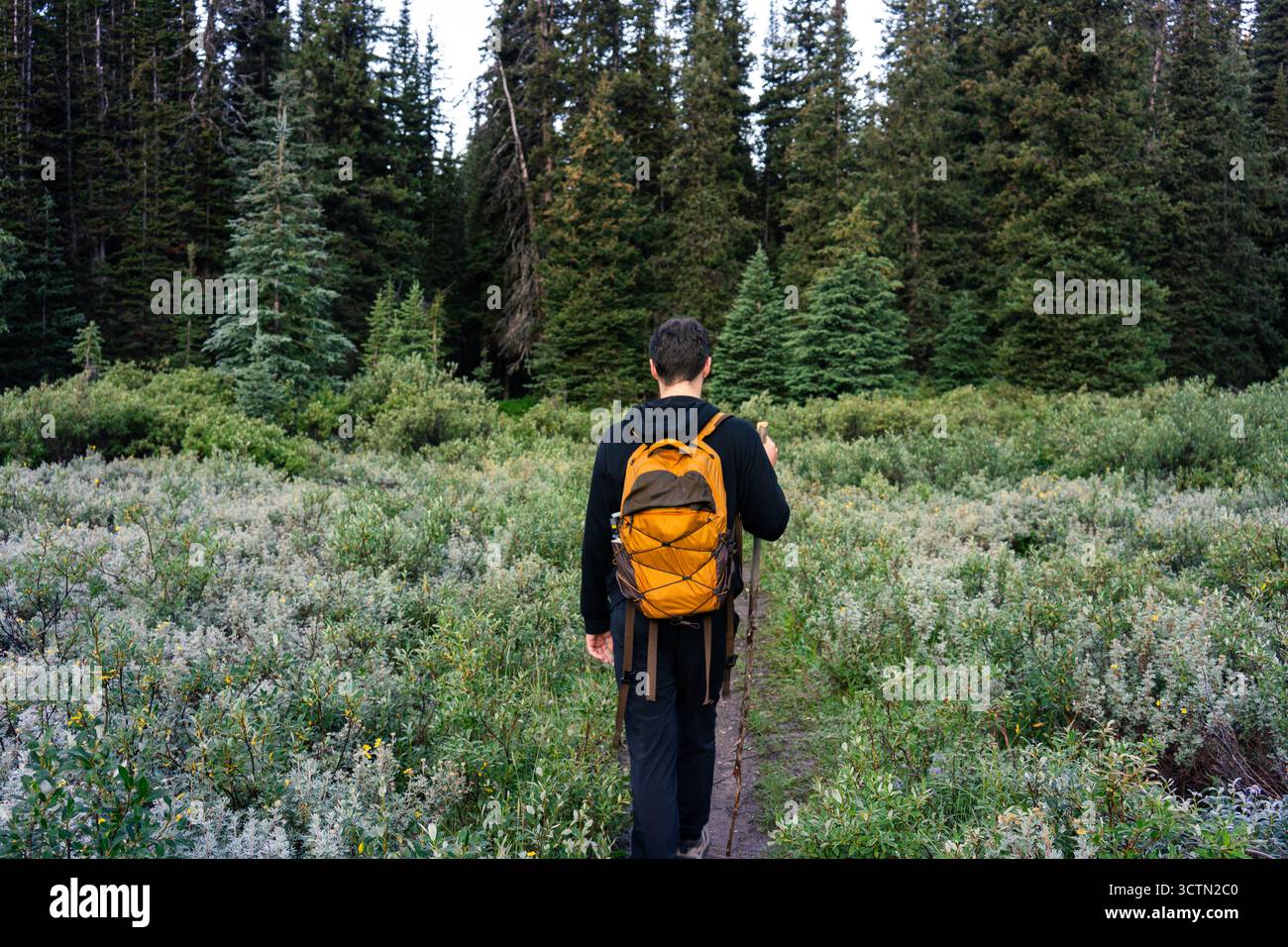 Escursionista che attraversa un sentiero lussureggiante in una fitta foresta, branco giallo e vestiti scuri. Foto Stock