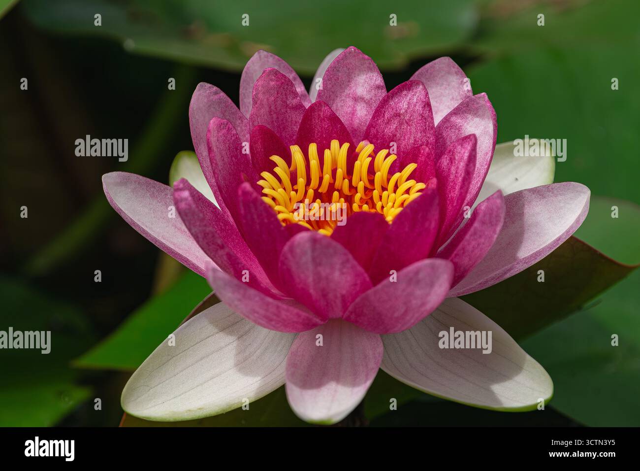 Giglio d'acqua rossa (Nymphaea Pygmaea Rubra), che fiorisce in un lago con foglie verdi intorno Foto Stock