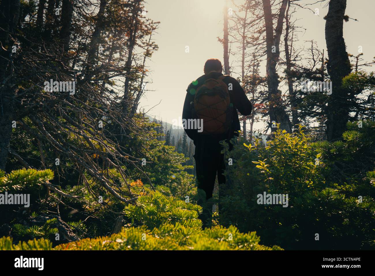 Backpacker in un'avventura nella foresta, la luce del sole filtra tra gli alberi. Foto Stock