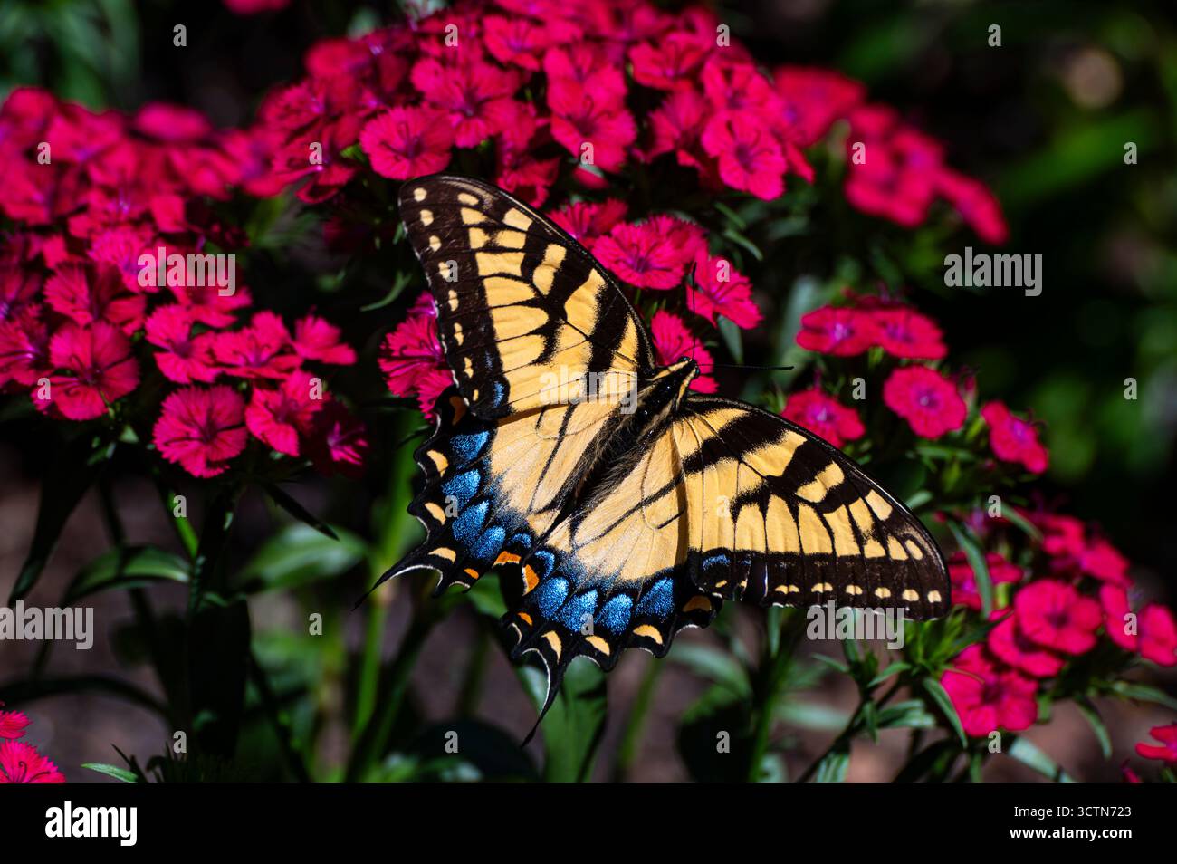 Foto macro di Una farfalla gialla nera e blu su vibranti fiori rosa Zinnia in Un giardino Foto Stock