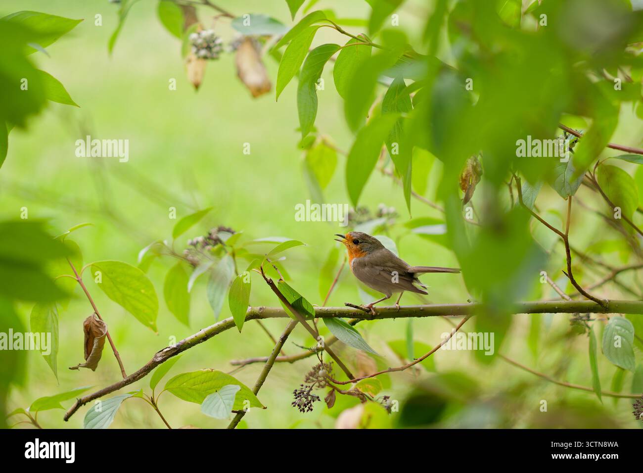 robin europeo (erithacus rubecula) che canta su un ramo circondato da verde fogliame in morbida luce estiva. Foto Stock robin europeo (erithacus rubecula) che canta su un ramo circondato da verde fogliame in morbida luce estiva. Foto Stock