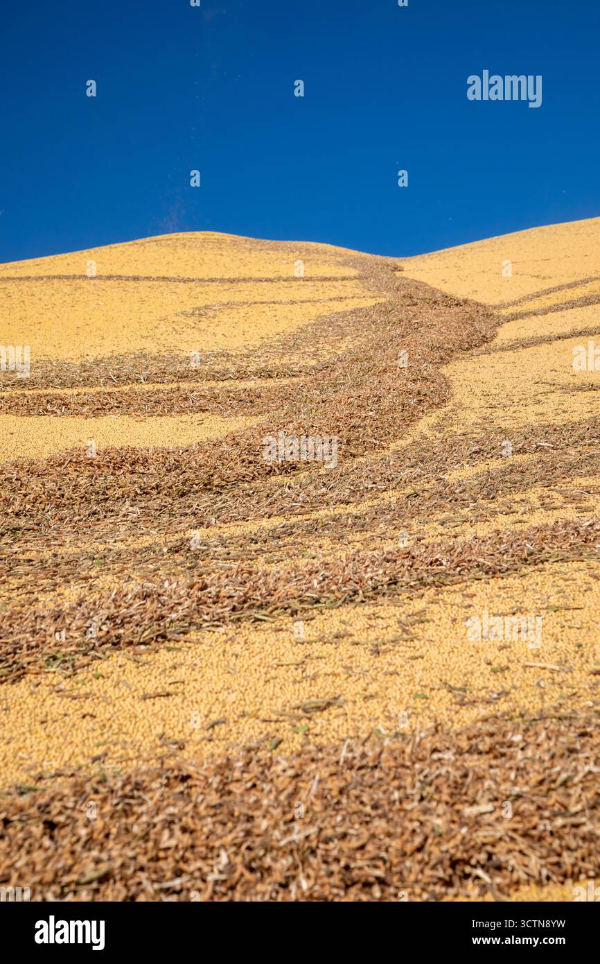 Inwood, Iowa - il mais appena raccolto viene accumulato presso il Cooperative Farmers Elevator (CFE). Il mucchio sarà coperto da un telo per l'inverno e poi venduto Foto Stock