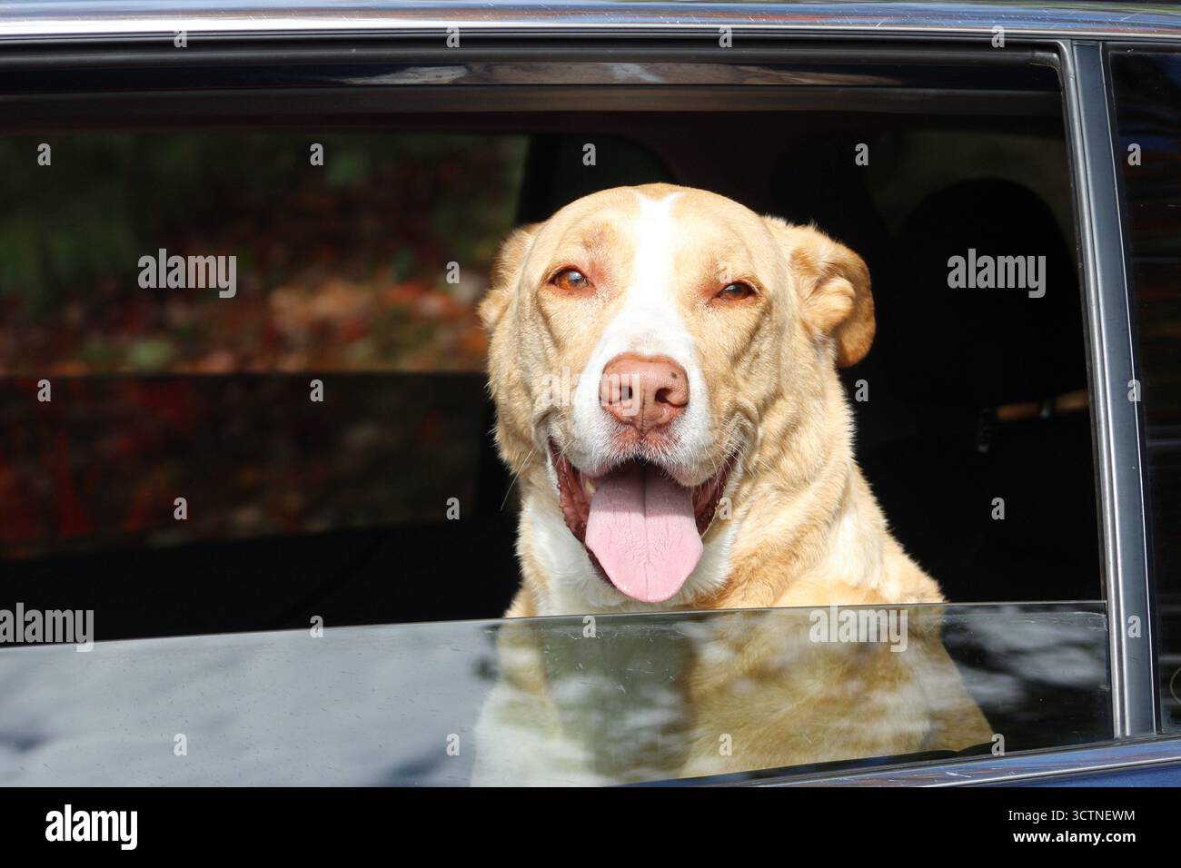 Un Happy Dog che va a Ride in the Car Foto Stock