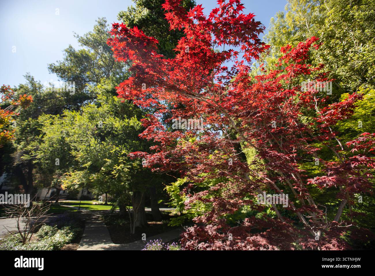 La luce del giorno risplende sulla lussureggiante vegetazione del parco nella città di Atherton, California, Stati Uniti. Foto Stock