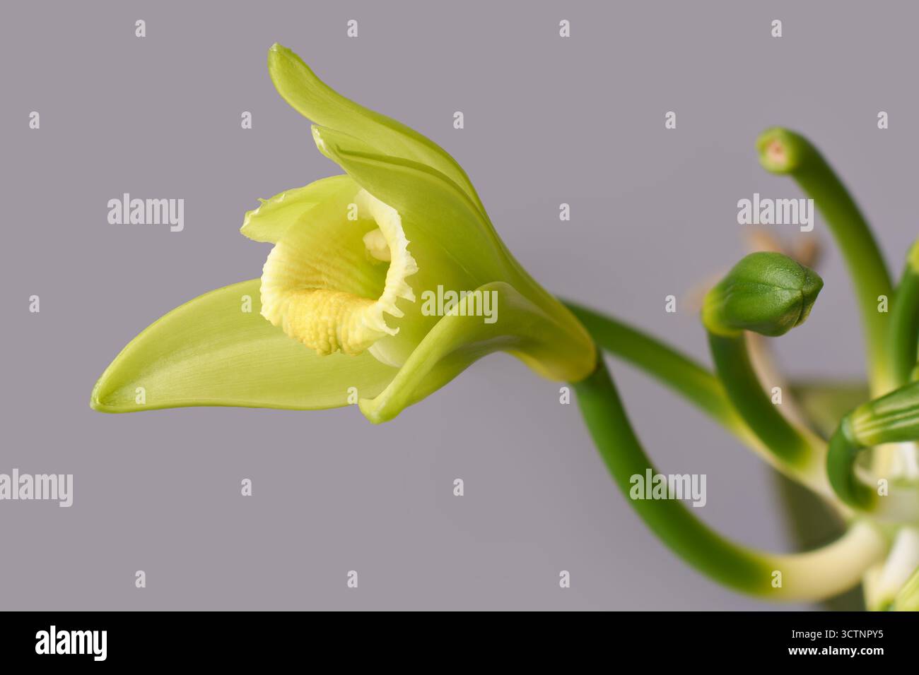 fiore di orchidea vaniglia in fiore con gemme delicate visibili su sfondo morbido, pianta importante dal punto di vista commerciale in fiore grigio neutro isolato Foto Stock