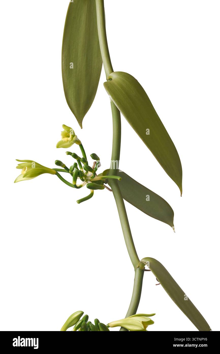 ammasso di fiori di orchidea vaniglia con gemme fresche, delicato vitigno verde pallido con fiori fondo bianco isolato, natura e concetto agricolo Foto Stock