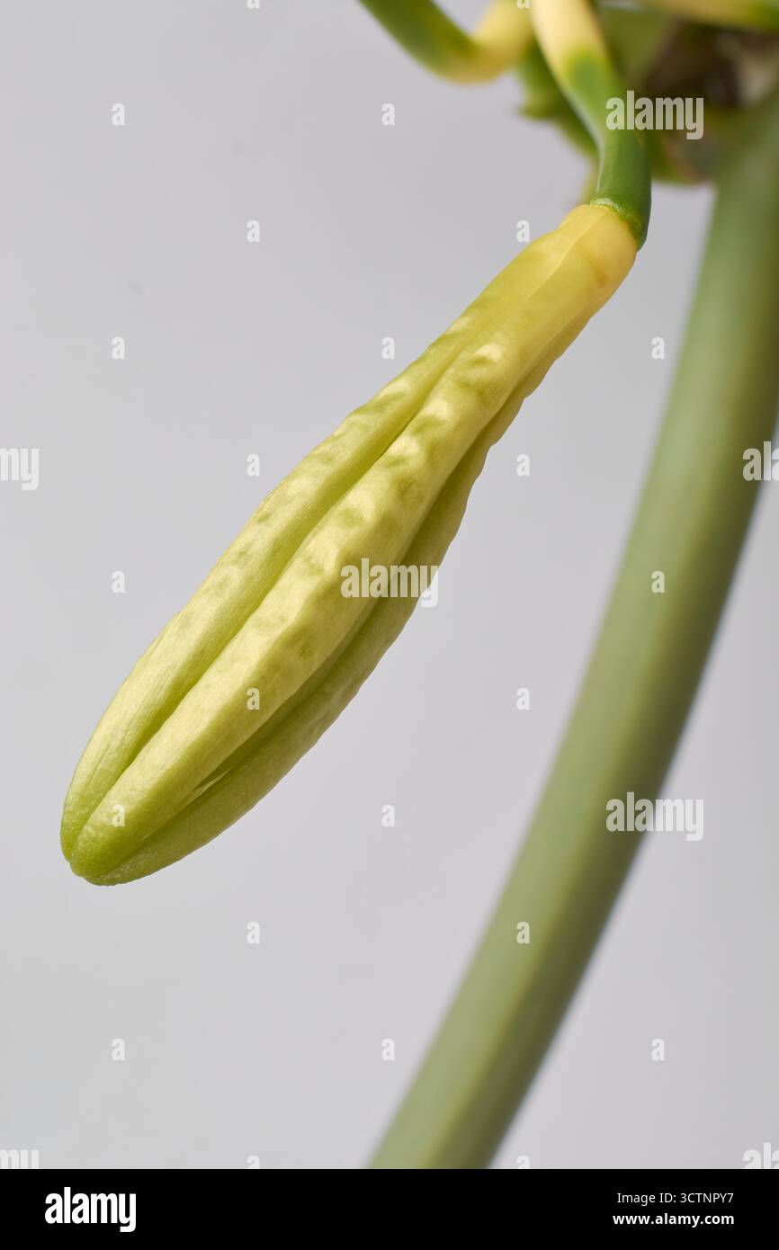 vista macro del fiore di vaniglia sfondo grigio neutro isolato, messa a fuoco morbida con spazio di copia per testo, concetto naturale e botanico Foto Stock