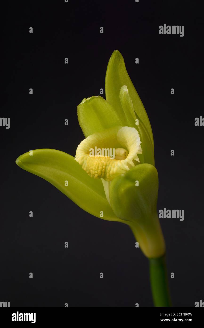 vista macro del fiore di vaniglia sullo sfondo nero isolato, delicati petali e vivaci stami, pianta importante dal punto di vista commerciale in un elegante concetto botanico Foto Stock