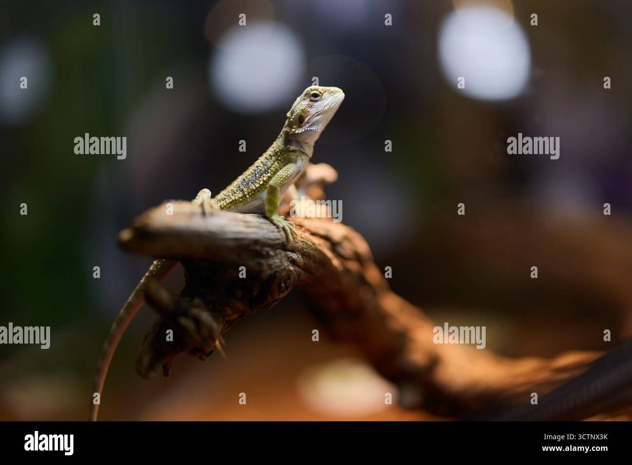 Una vivace lucertola arroccata su un ramo in un bellissimo ambiente naturale pieno di vegetazione Foto Stock