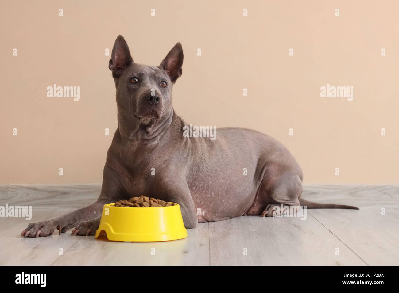 Carino cane e ciotola thailandese ridgeback con cibo secco vicino alla parete beige Foto Stock