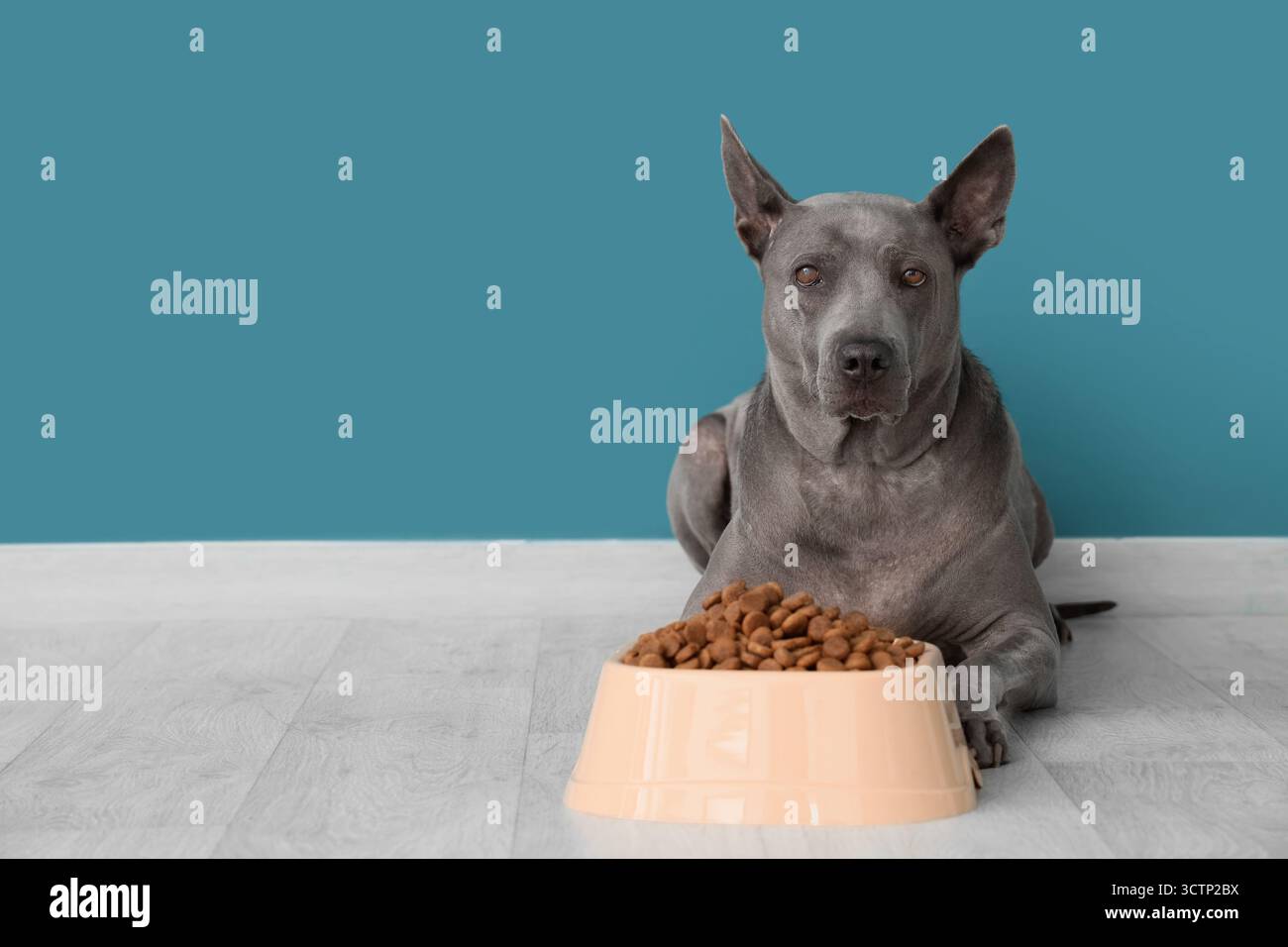 Carino cane e ciotola Thai ridgeback con cibo secco vicino alla parete blu Foto Stock