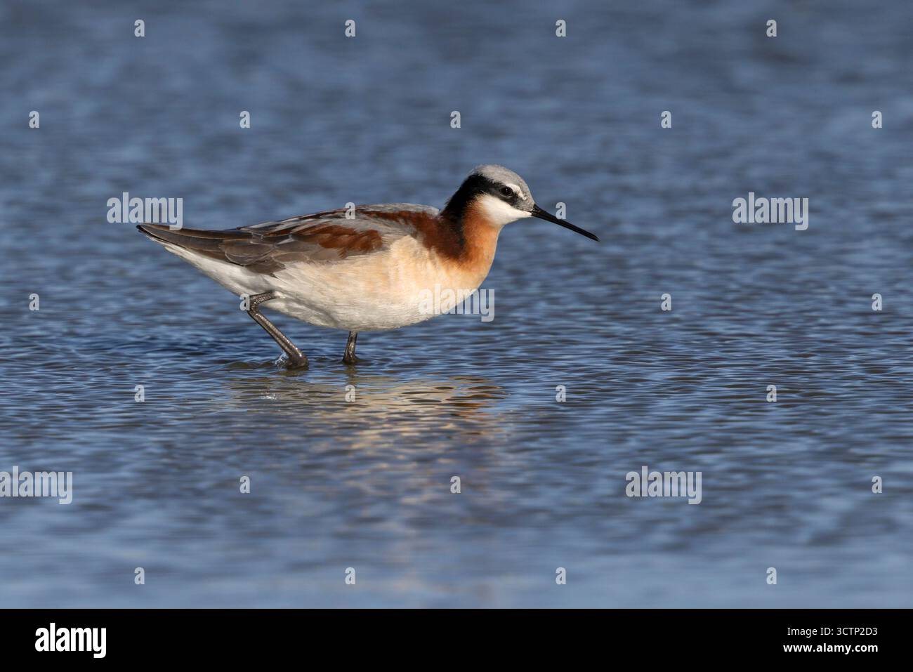 Wilson's Phalarope, lago Cochise, Willcox, Arizona, Stati Uniti, aprile 2025 Foto Stock