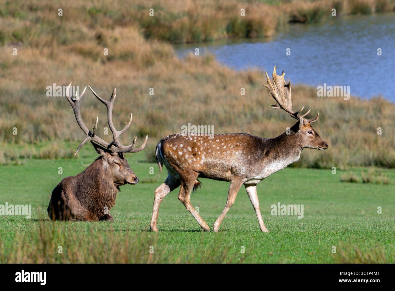 Cervo a riposo europeo (Dama dama) buck / maschio e cervo rosso (Cervus elaphus) con grosse corna in prato sulla riva del lago in autunno / autunno Foto Stock