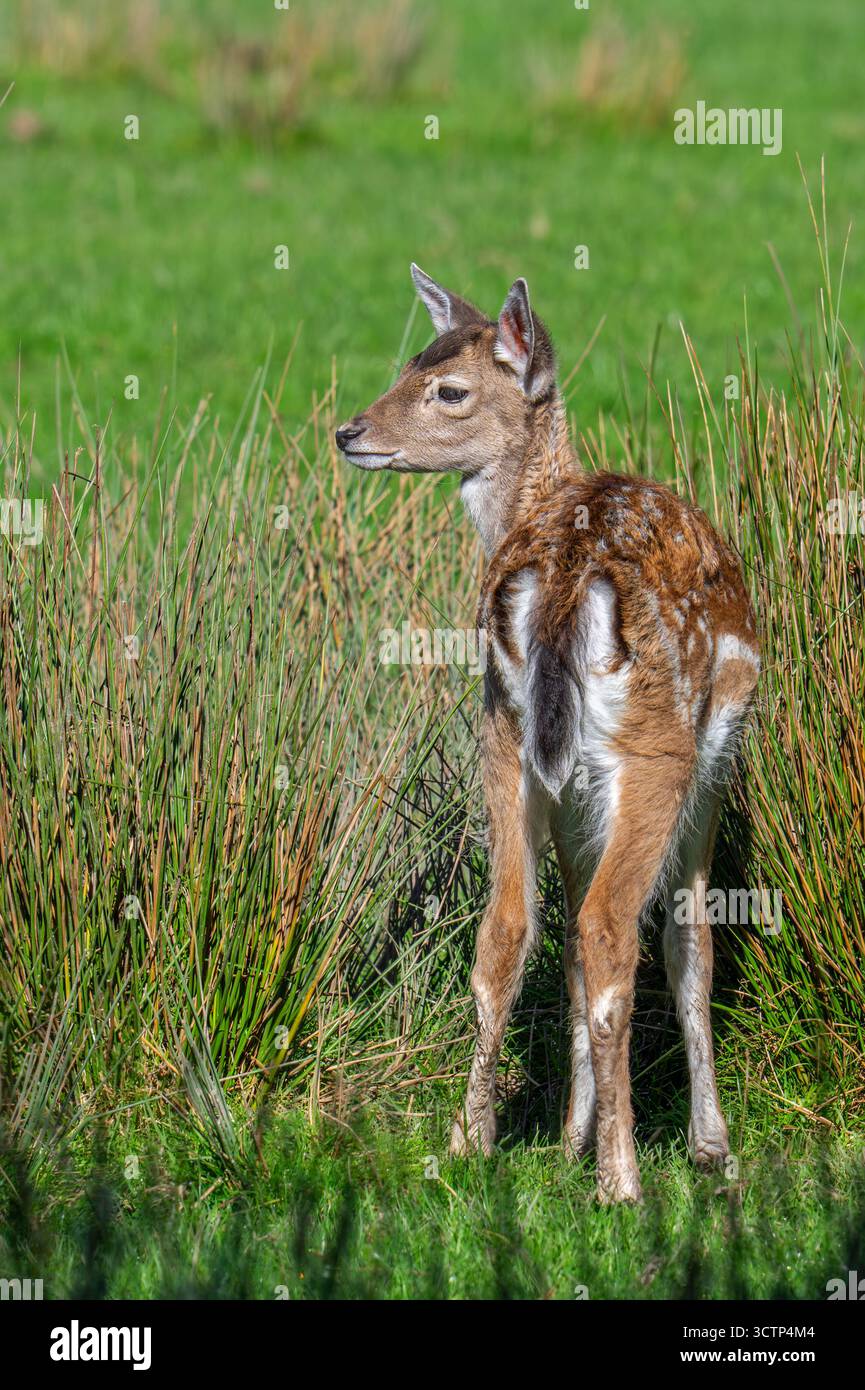 Il cervo a riposo europeo (Dama dama) ha fatto la sua comparsa nelle praterie in autunno/autunno Foto Stock
