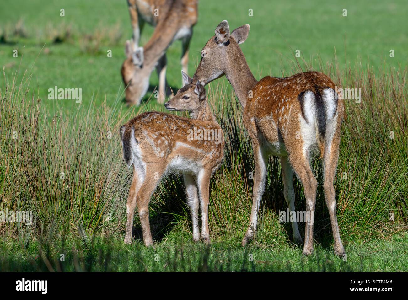 Il cervo a riposo europeo (Dama dama) ha fatto la sua comparsa con due Does / femmine nelle praterie in autunno / autunno Foto Stock
