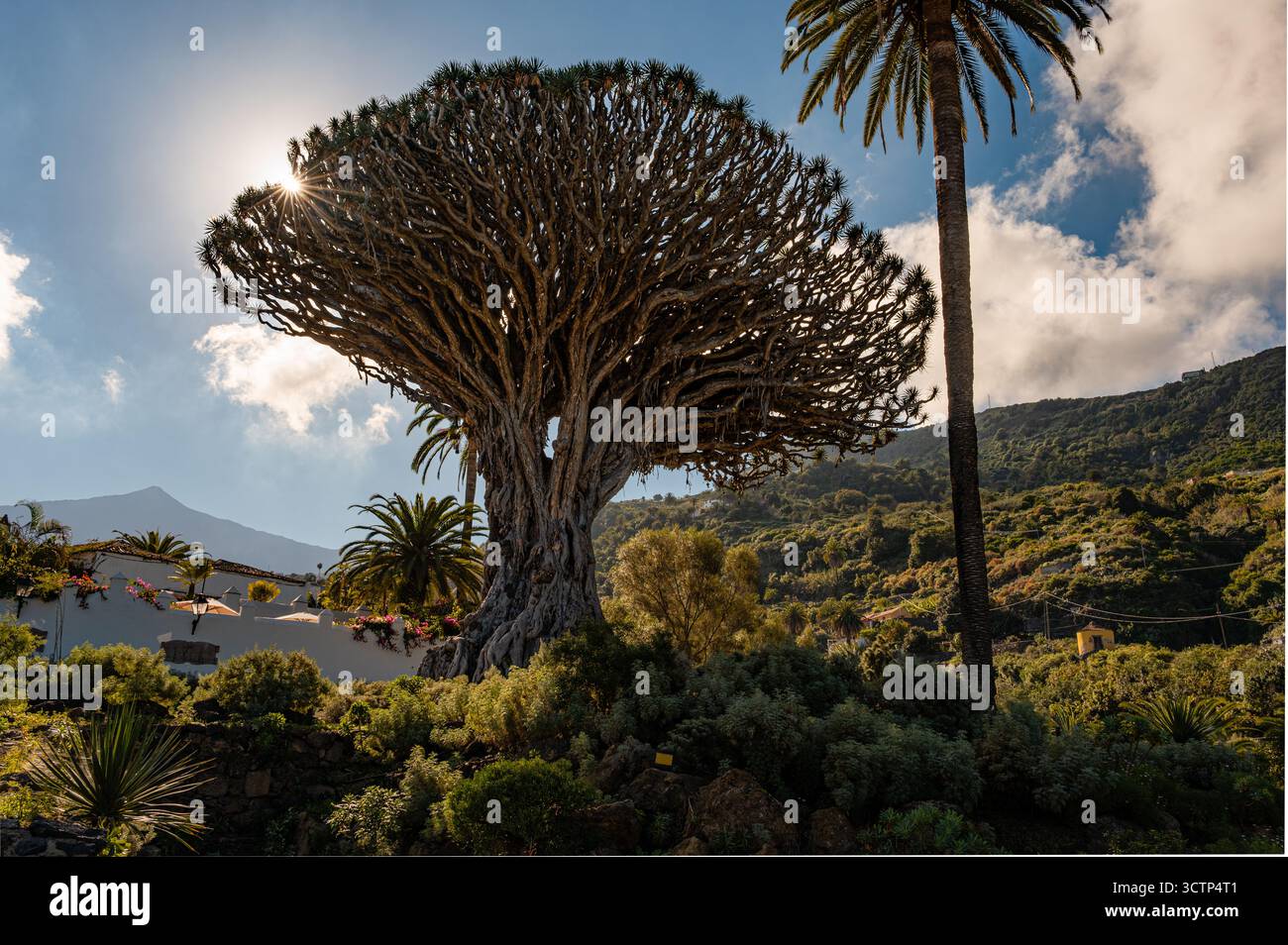 Il famoso albero del Drago nel Parque del Drago, Icod de los Vinos, Tenerife, si erge illuminato dal caldo alone del sole dietro di esso Foto Stock