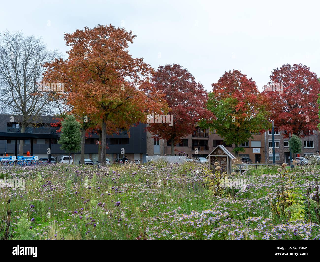 Cortile interno verde con alberi autunnali e fiori selvatici a Hulst, Tessenderlo, Limburgo, Belgio, parte dell'iniziativa locale di verde urbano Foto Stock
