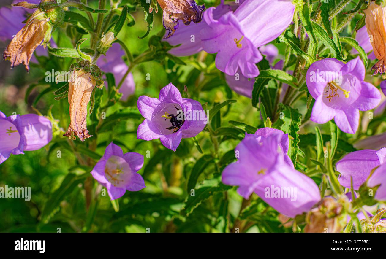 Vivace esposizione di fiori di campanello in sfumature di lavanda. Calabrone nero nascosto su un fiore. Foto che cattura l'essenza di un giardino fiorente. Selettivo Foto Stock