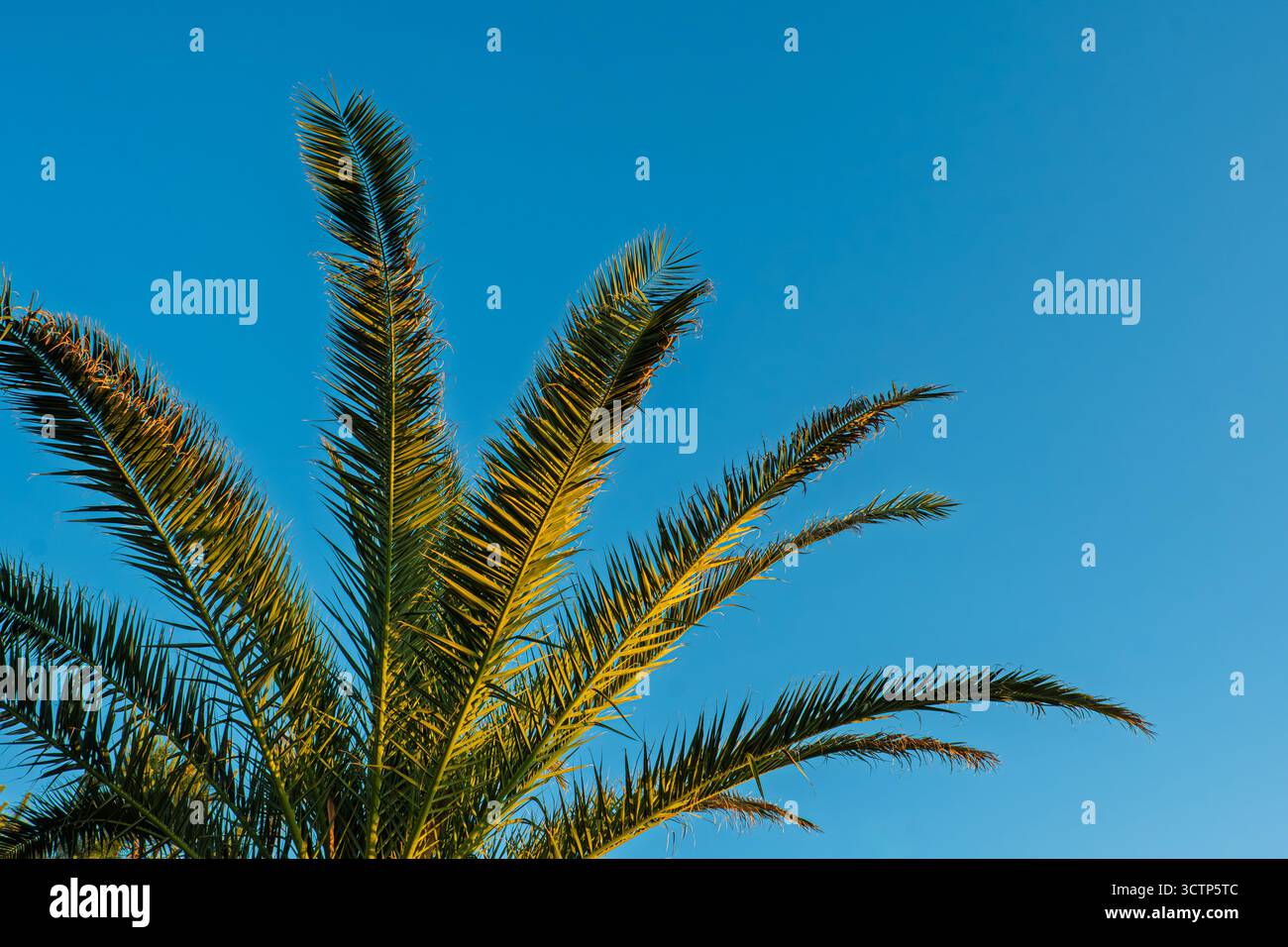 Un vivace scatto dall'angolazione bassa che cattura le fronde di una palma con spazio di copia campione. Evocando un senso di paradiso tropicale e di vacanza. Foto Stock