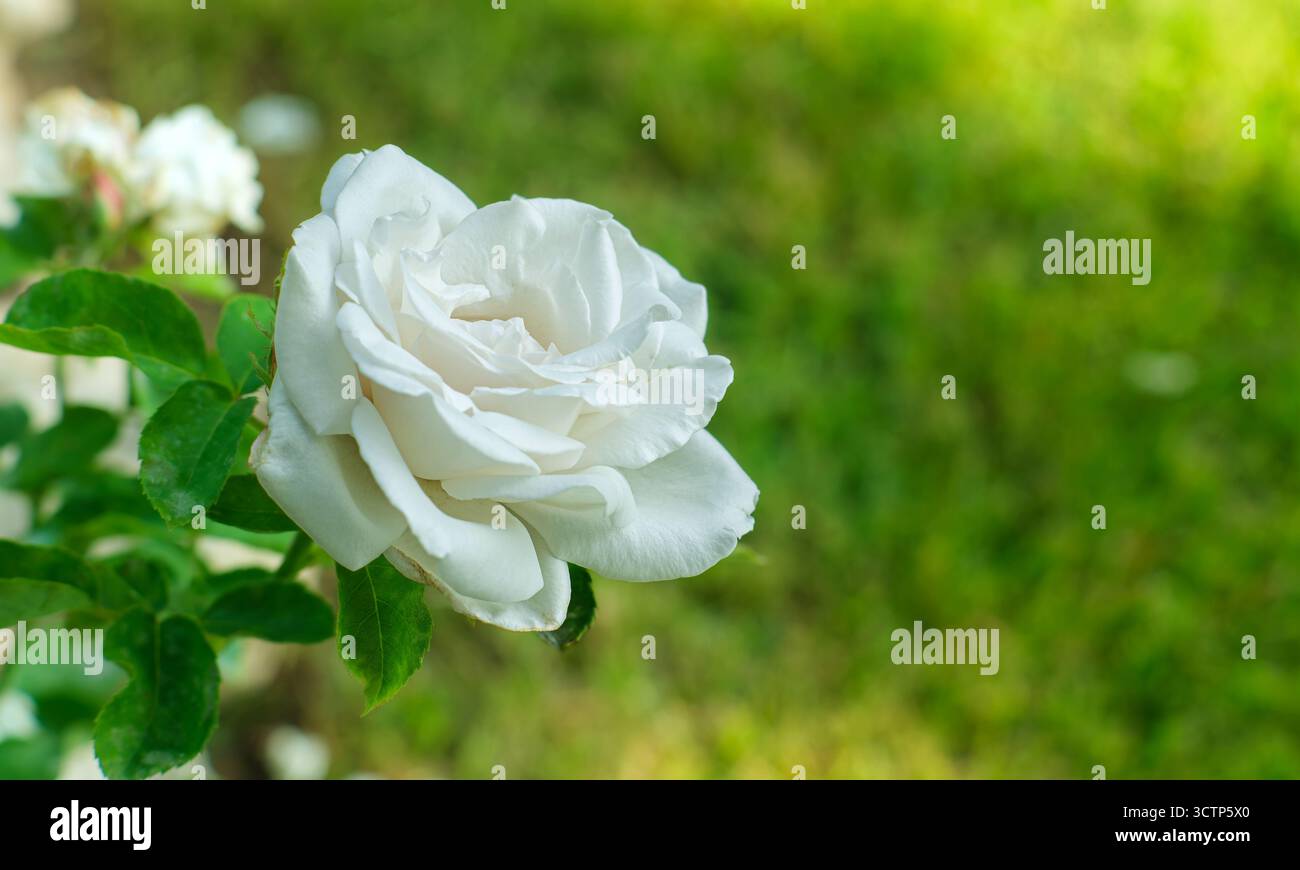 Primo piano di rose bianche fioriscono su uno sfondo verde leggermente sfocato del giardino. Catturati con dettagli nitidi simboleggiano purezza ed eleganza. Selettivo Foto Stock