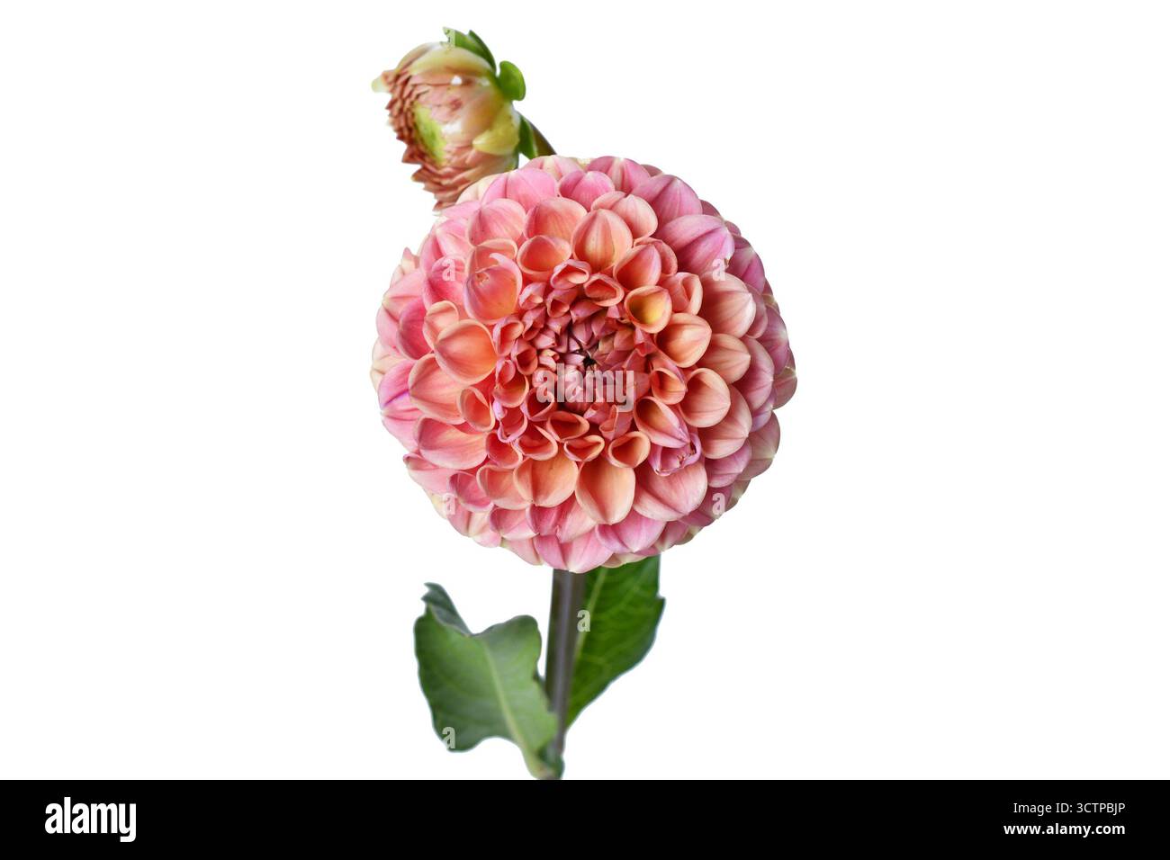 Fiore di palla Dahlia color pesca in piena fioritura su sfondo bianco Foto Stock