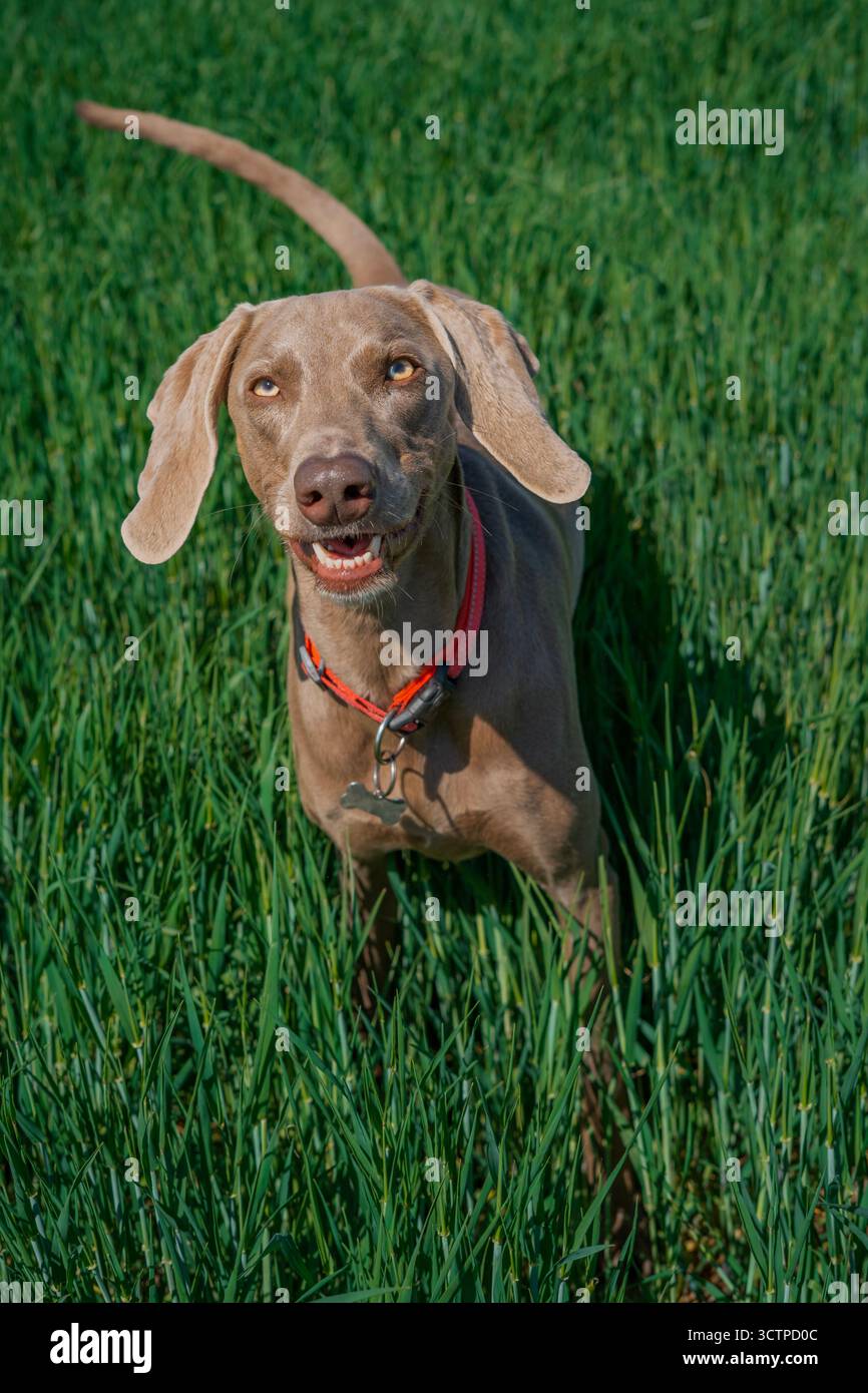 Giovane cane Weimaraner sorridente con occhi color ambra che guarda con attenzione mentre si trova in un vivace campo verde in una giornata di sole Foto Stock