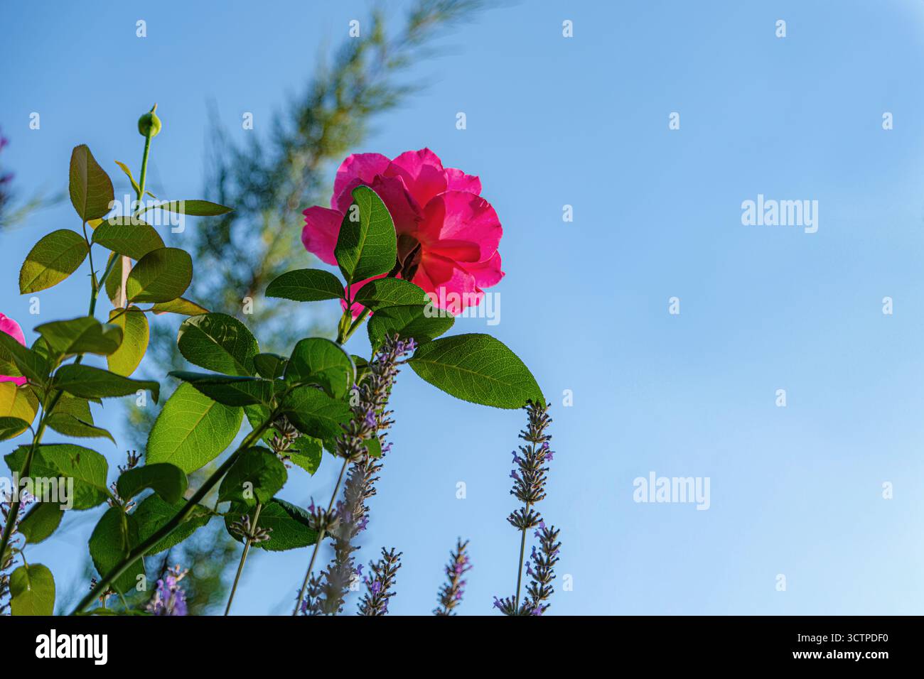 Rosa contro il cielo blu. Una suggestiva rosa si erge sopra lussureggianti foglie verdi e lavanda. Mostra la bellezza della natura. Foto Stock