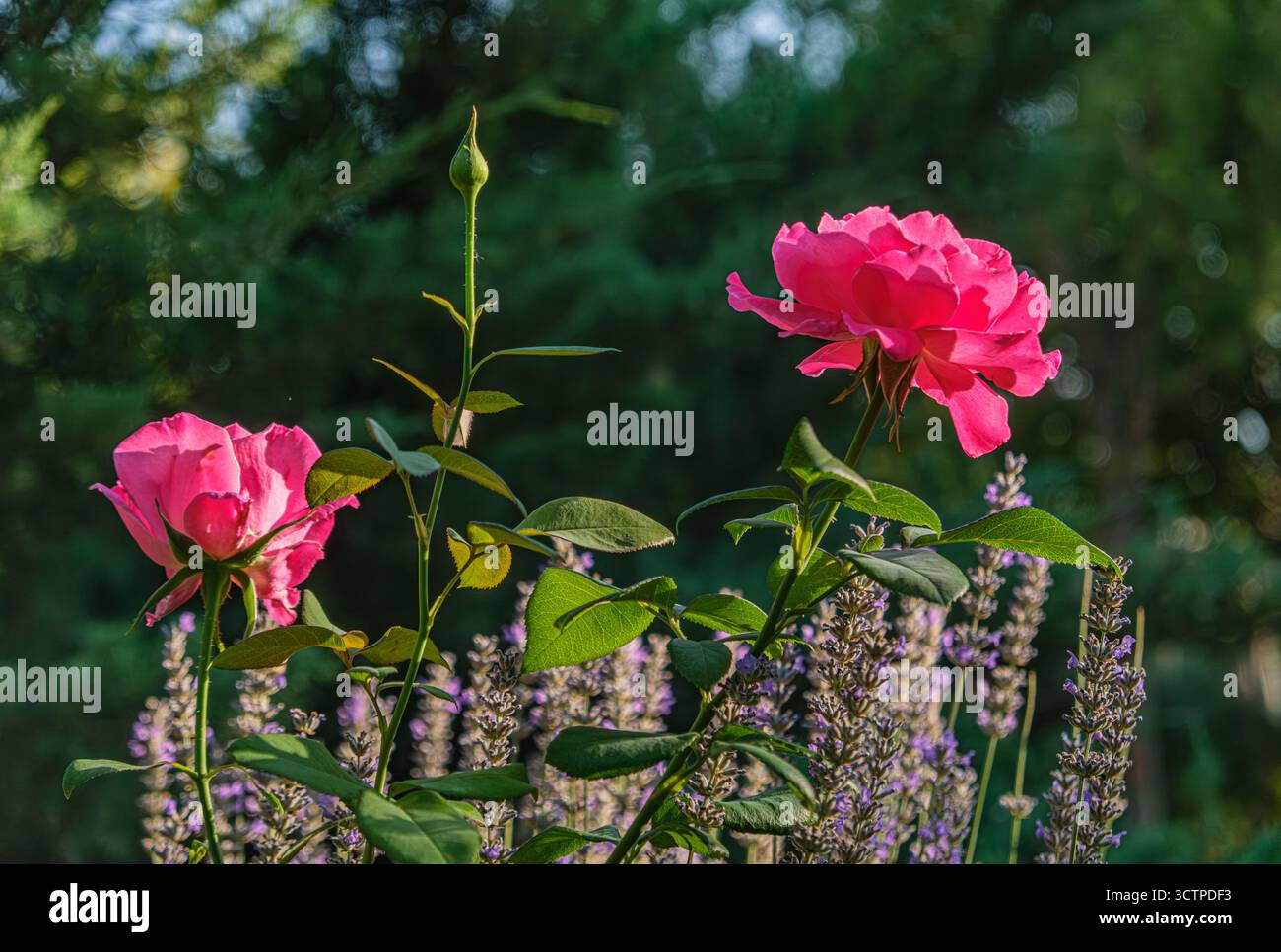 Rose rosa in fiore con lavanda. Due vivaci rose rosa si stagliano in mezzo a lussureggianti foglie verdi e fiori di lavanda. Concetto di giardino fiorito. Foto Stock