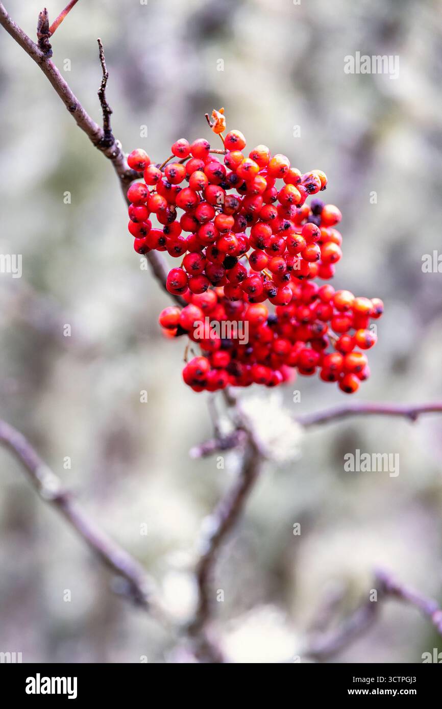 Bacche di rowan rosse su un ramo Foto Stock