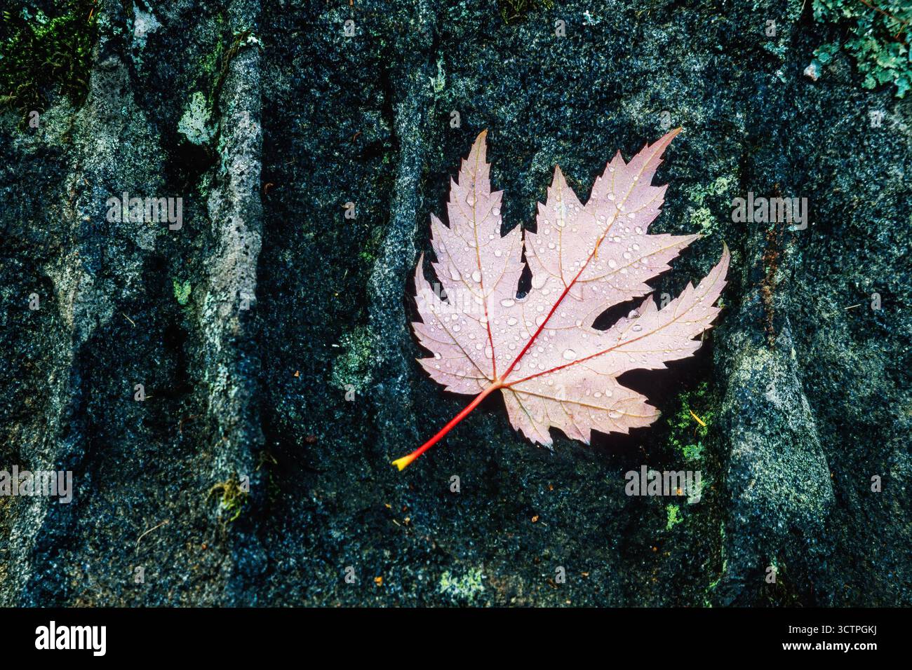Foglie d'acero cadute su una roccia con gocce d'acqua in autunno Foto Stock