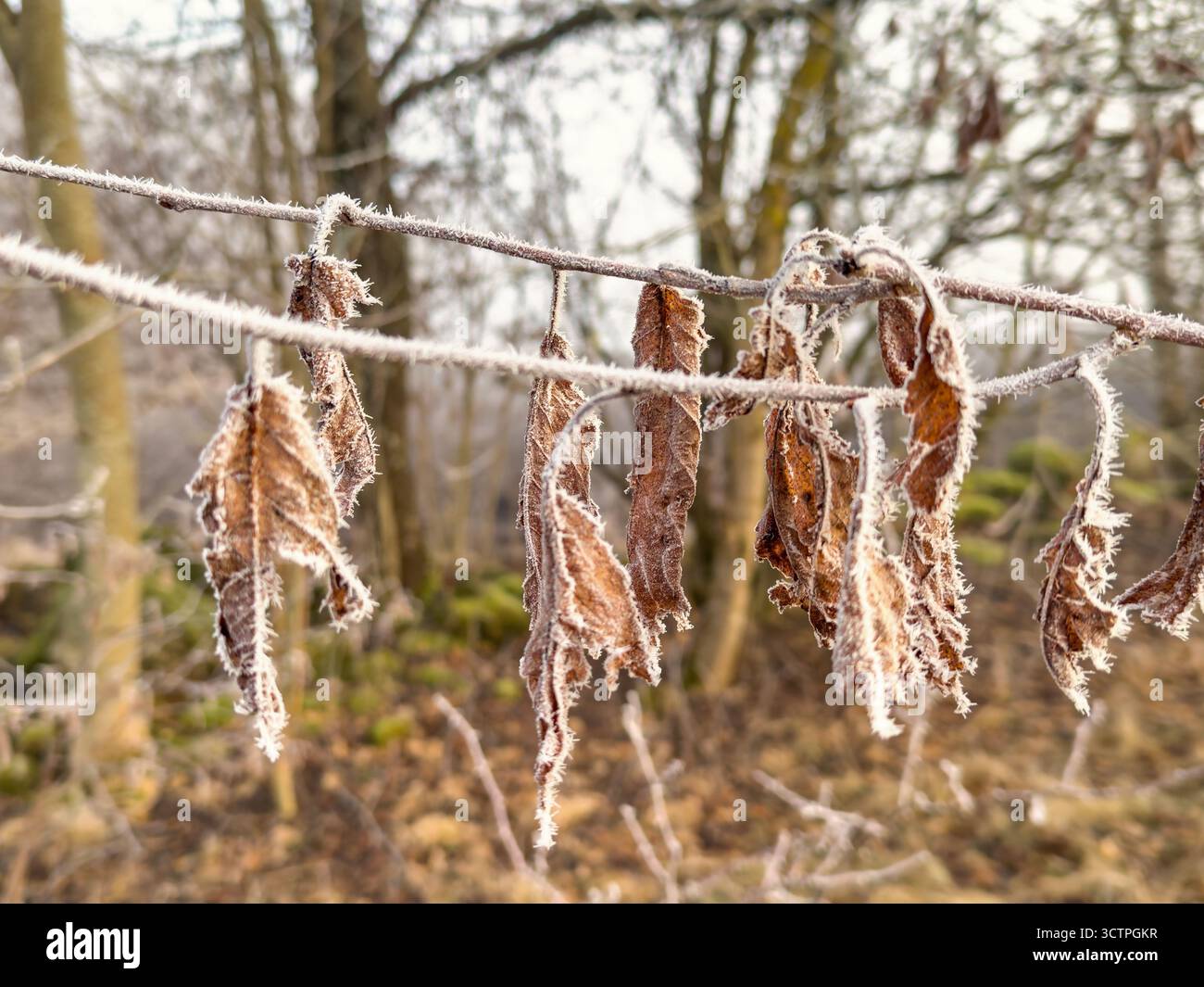 Foglie autunnali asciutte ghiacciate su un ramo d'albero in inverno Foto Stock