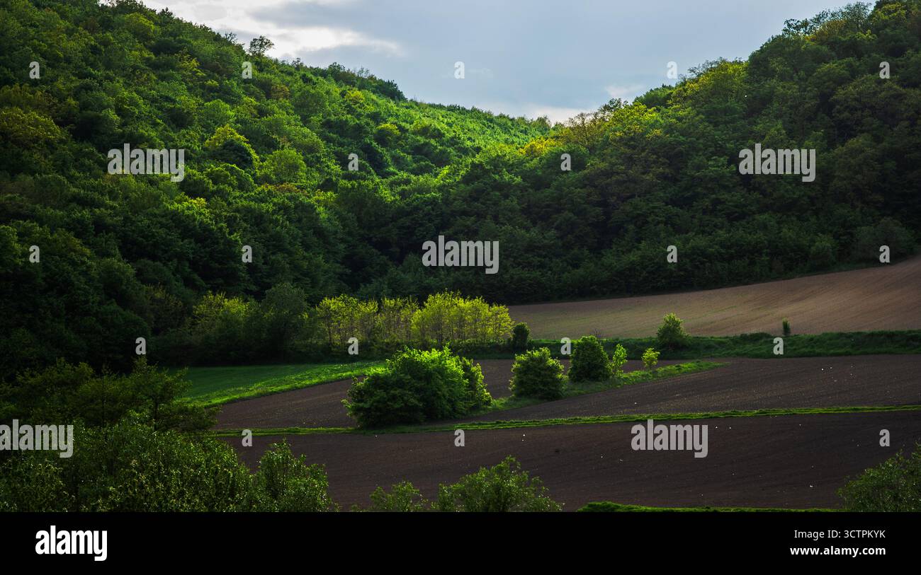 Le colline ondulate adornate da una fitta vegetazione forniscono uno sfondo panoramico all'area coltivata sottostante illuminata dalla luce soffusa del mattino che crea un tranquillo Foto Stock