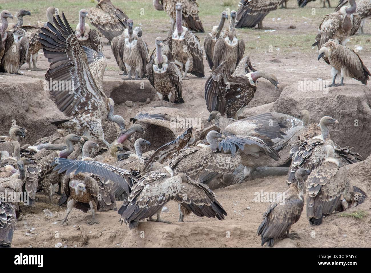 Avvoltoio bianco, Gyps africanus e avvoltoio di Rüppell, avvoltoio griffon di Rüppell, Gyps rueppellii, nel sito della carcassa di elefanti, Maasai Mara Nationa Foto Stock