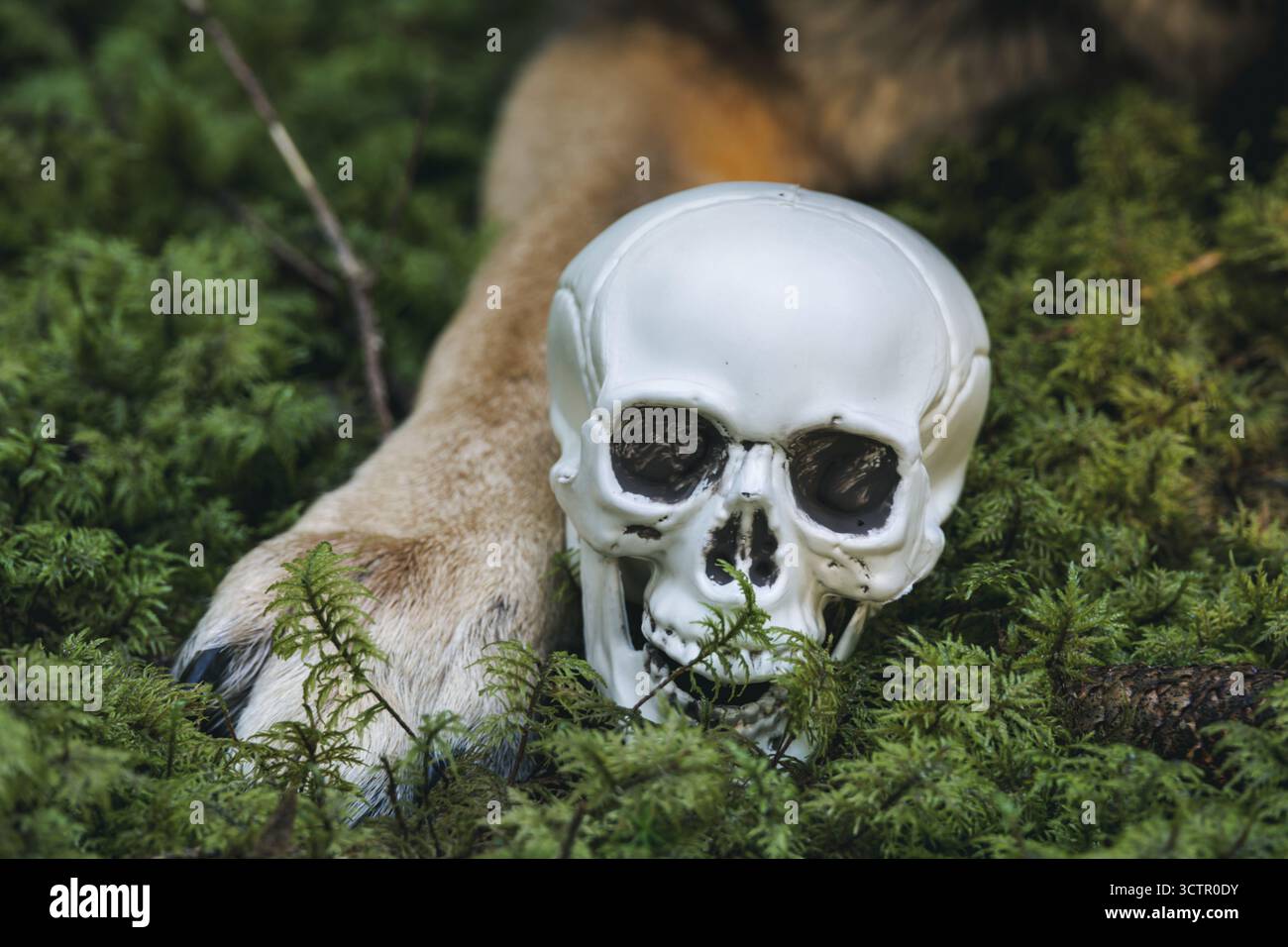 Un teschio bianco incastonato tra zampe di cane sul muschio verde della foresta simboleggia il mistero, la natura e il concetto di Halloween. Foto Stock