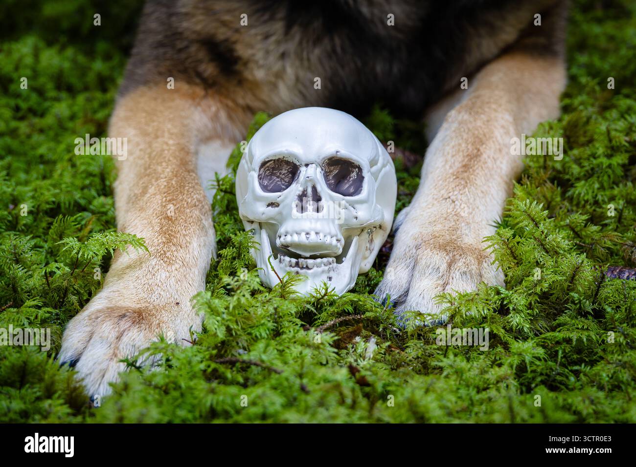 Un teschio bianco incastonato tra zampe di cane sul muschio verde della foresta simboleggia il mistero, la natura e il concetto di Halloween. Foto Stock