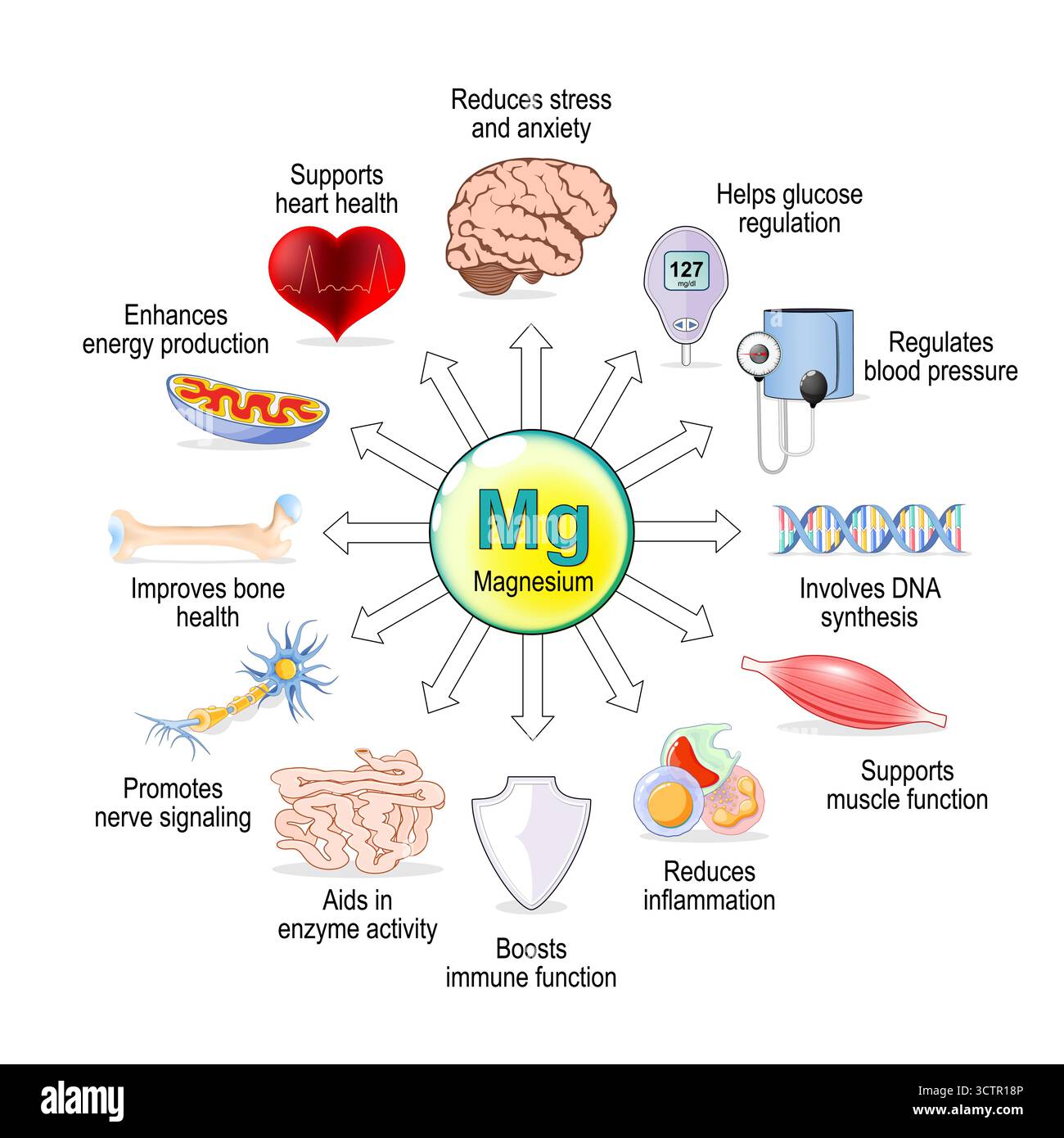 Ruolo del magnesio nella salute umana. Mg - minerale essenziale per una vita sana. Illustrazione vettoriale Illustrazione Vettoriale